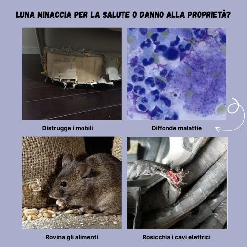 BestSeller™ – Humánus Élvefogó Ketreces Csapda Patkányokhoz, Egerekhez és Mókusokhoz