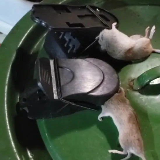 🇭🇺 BestSeller™ – Csapda patkányok ellen – Trapper T-Rex