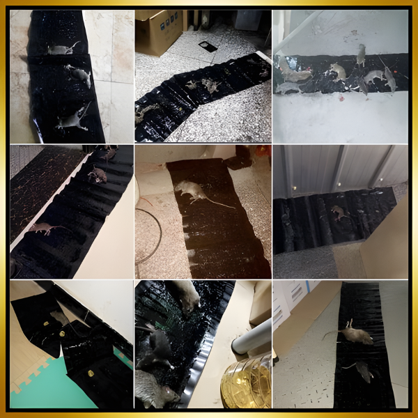 🇭🇺 Professzionális ragasztós csapdák – extra nagy méret a gyorsabb befogáshoz